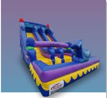 Purple Dolphin Water Bouncer (W6504)